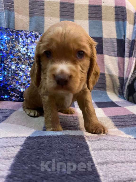 Собаки в Стерлитамаке: Щенки Мальчик, 11 000 руб. - фото 6