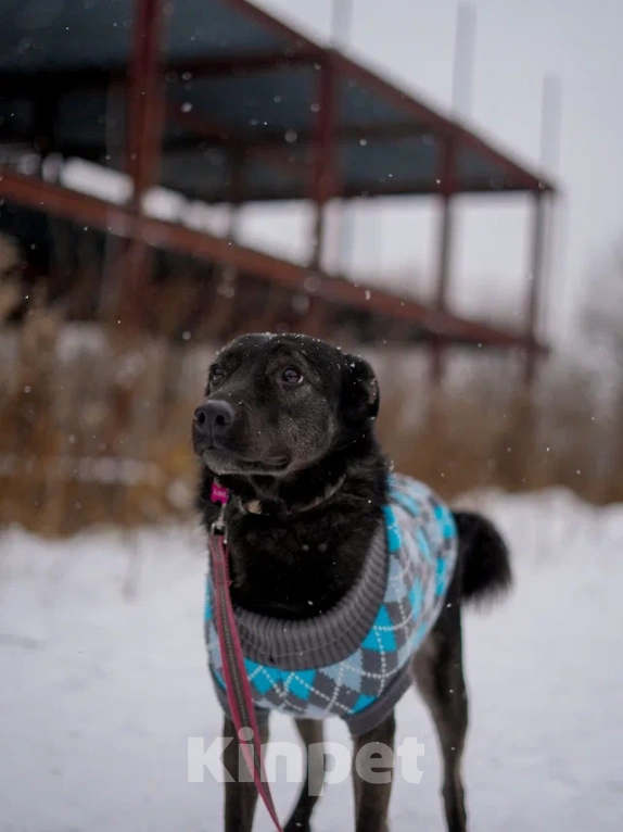 Собаки в Королеве: Аля ищет дом Девочка, Бесплатно - фото 6