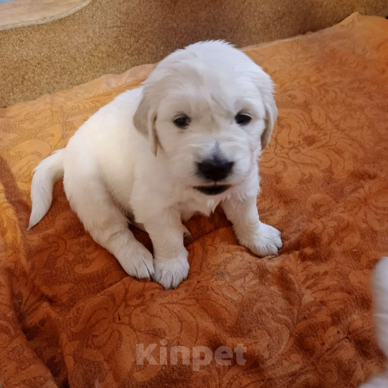 Собаки в Екатеринбурге: Щенок золотистого ретривера Мальчик, Бесплатно - фото 3