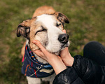 Собаки в Москве: Красавица Пати ищет дом Девочка, 1 руб. - фото 5