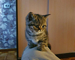 Кошки в Ижевске: Шотландский котёнок, 800 руб. - фото 2
