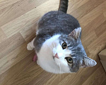 Кошки в Рязани: Котик, Бесплатно - фото 1