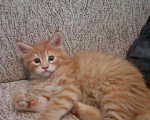 Кошки в Арзамасе: Мейн-кун, 12 000 руб. - фото 4
