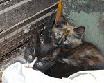 Кошки в Камызяке: Котята в дар, 100 руб. - фото 4