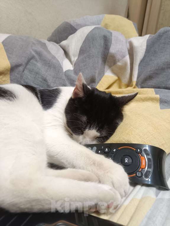 Кошки в других городах Тульской области: Найден домашний кот. Мальчик, Бесплатно - фото 3