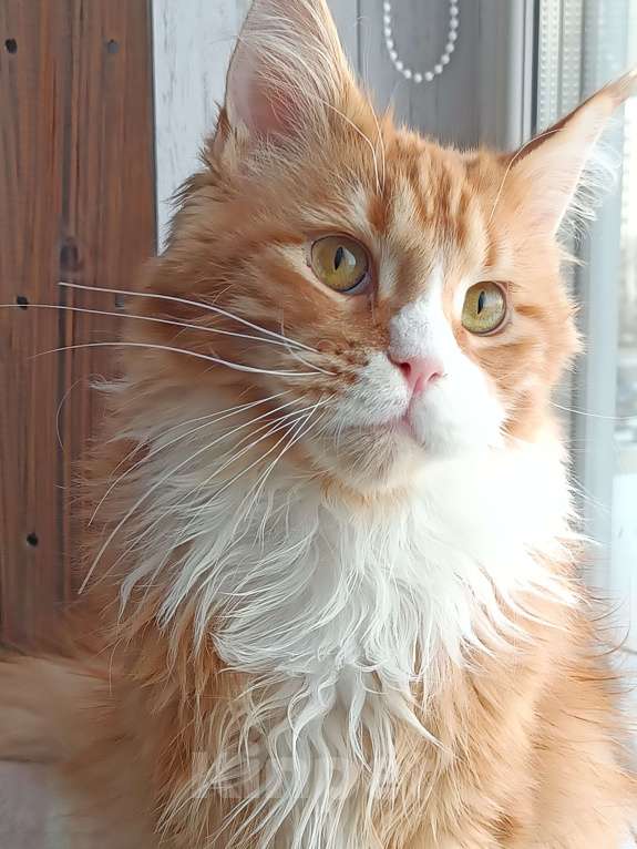 Кошки в Москве: Котенок Мейн-Кун Мальчик, Бесплатно - фото 3