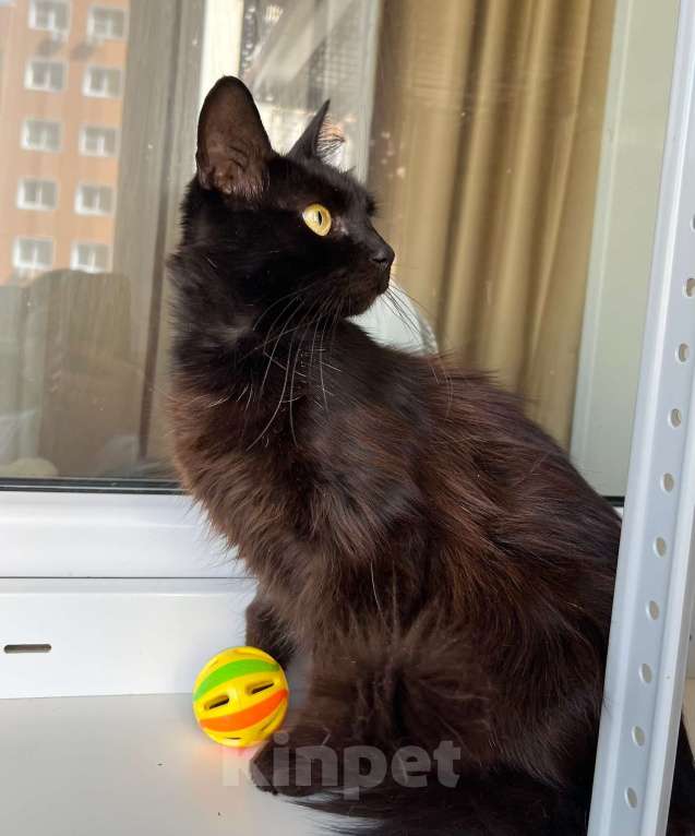 Кошки в Москве: Кошечка Николь - стройняшка в эбонитовой шубке в добрые руки Девочка, Бесплатно - фото 7