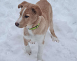 Собаки в Красногорске: щенок Каспер в добрые руки Мальчик, Бесплатно - фото 7
