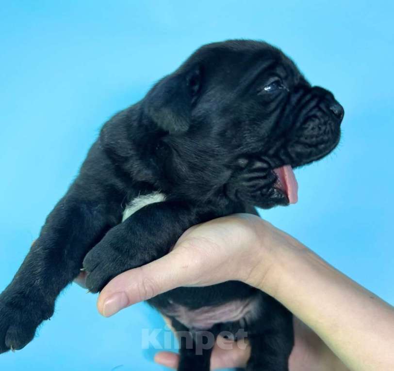 Собаки в Петрозаводске: Щенки кане корсо Мальчик, 100 000 руб. - фото 1