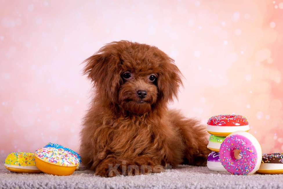 Собаки в Балашихе: Ариэль девочка той-пудель Девочка, 110 000 руб. - фото 6
