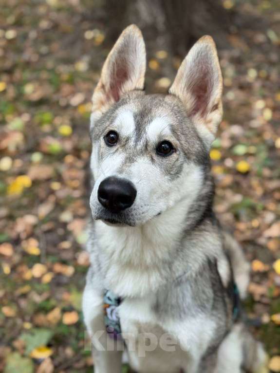 Собаки в Москве: Мультяшный Вольт в поиске дома! Мальчик, Бесплатно - фото 2