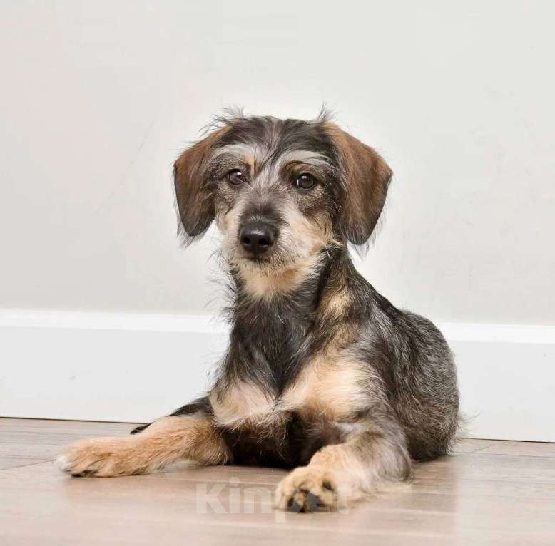 Собаки в Лосином-Петровском: Серафима якутенок ппбж Девочка, Бесплатно - фото 9