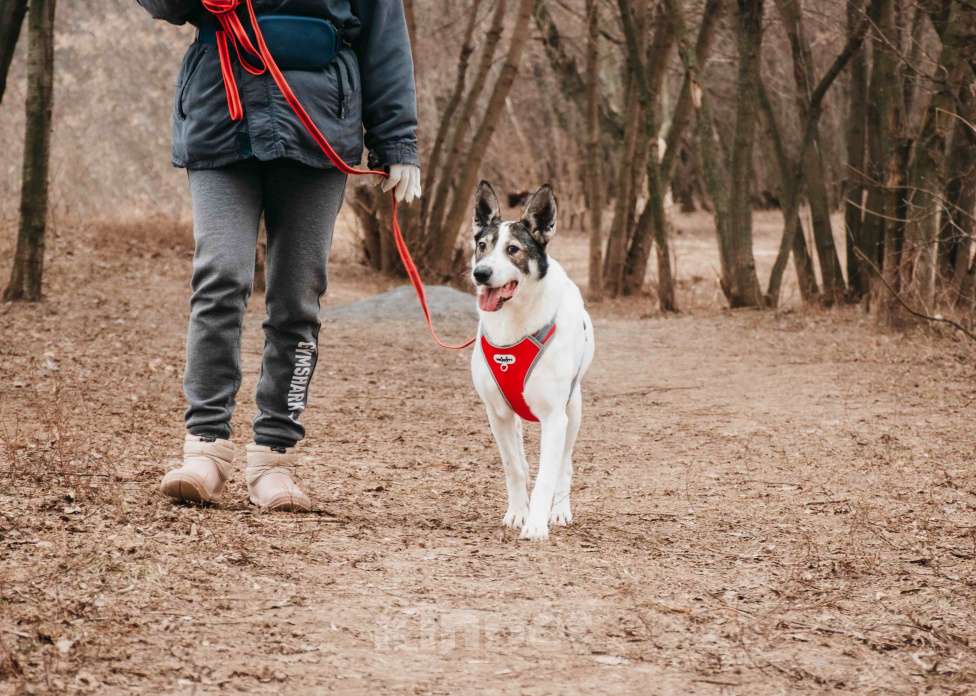 Собаки в Москве: Гоша - уникальный, добрый пёс-друг из приюта в добрые руки Мальчик, Бесплатно - фото 9