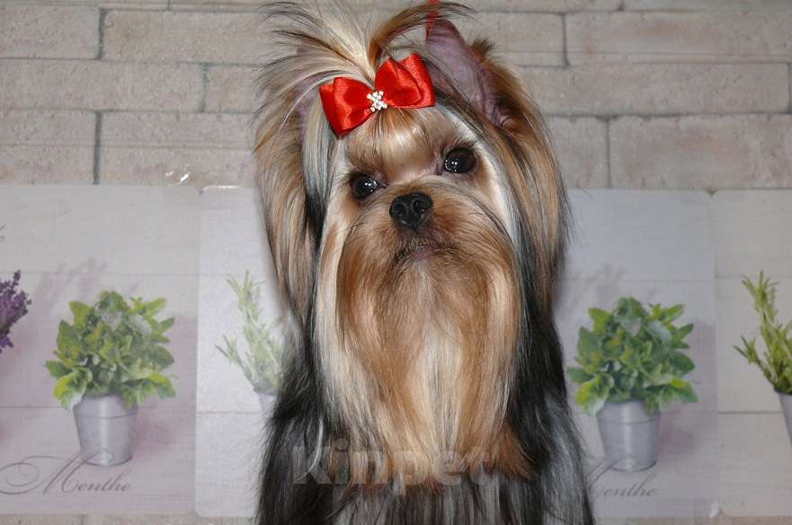 Собаки в Королеве: Мальчик 11 мес Мальчик, 25 000 руб. - фото 3