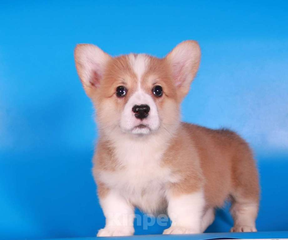 Собаки в Москве: вельш корги пемброк щенок от чемпиона Мальчик, 80 000 руб. - фото 5