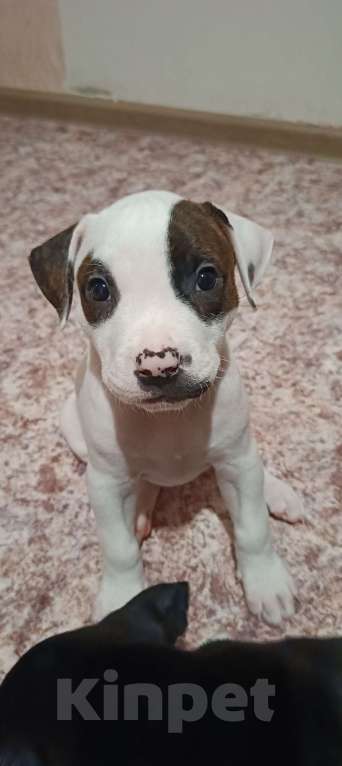 Собаки в Липецке: Щенки Мальчик, 12 000 руб. - фото 2