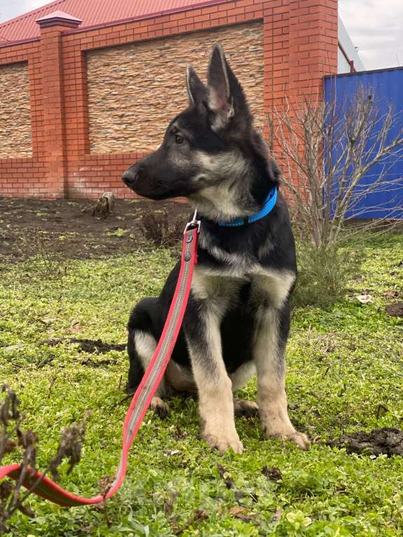 Собаки в других городах Краснодарского края: Щенки Восточноевропейской овчаркиок Разнополые, Бесплатно - фото 7
