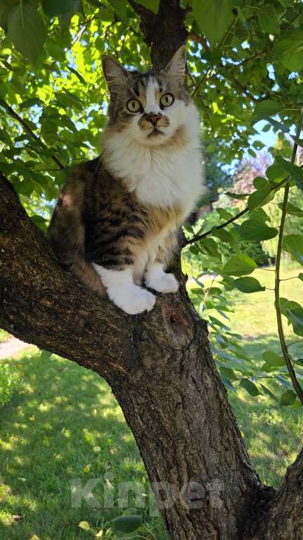 Кошки в Белгороде: Помогите найти за вознаграждение Девочка, 5 000 руб. - фото 3