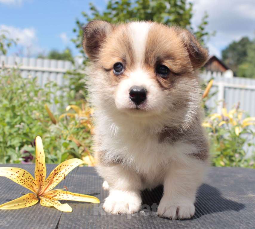 Собаки в Москве: вельш корги пемброк щенки  Девочка, 85 000 руб. - фото 2