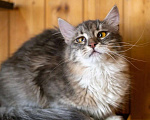 Кошки в Москве: Кошечка Сьюзи ищет любящую семью. Девочка, Бесплатно - фото 5