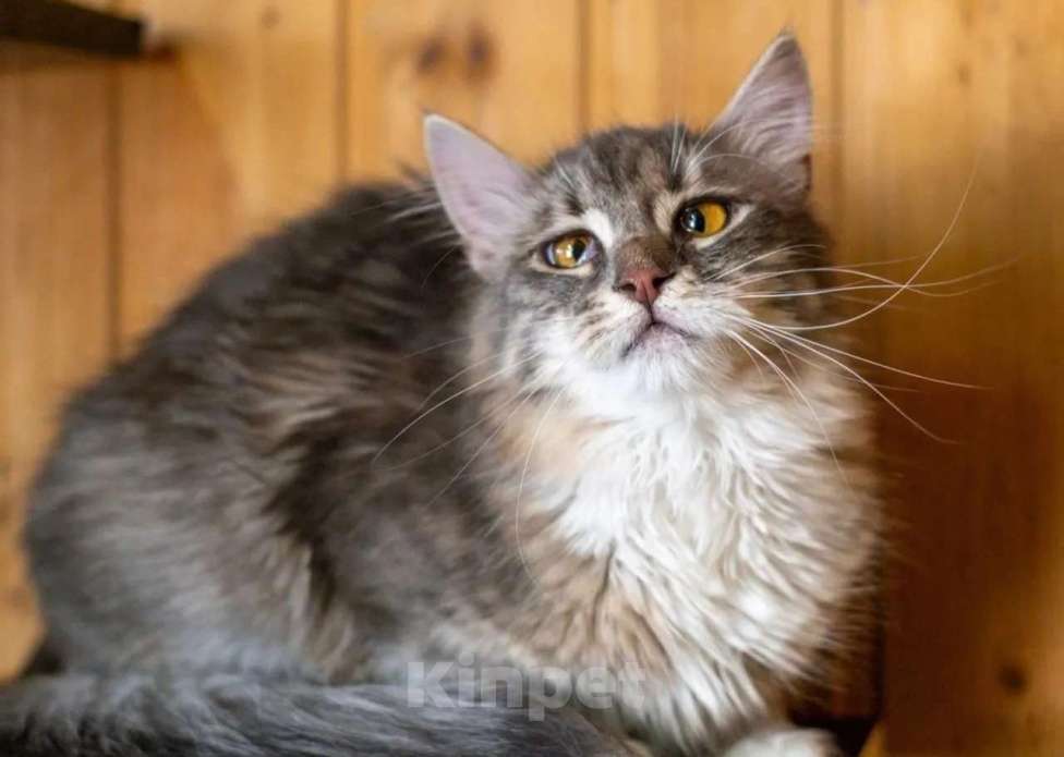 Кошки в Москве: Кошечка Сьюзи ищет любящую семью. Девочка, Бесплатно - фото 5