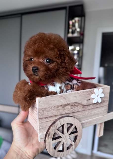 Собаки в Москве: Щенок девочка Тедди Пудель Китай Девочка, 230 000 руб. - фото 2