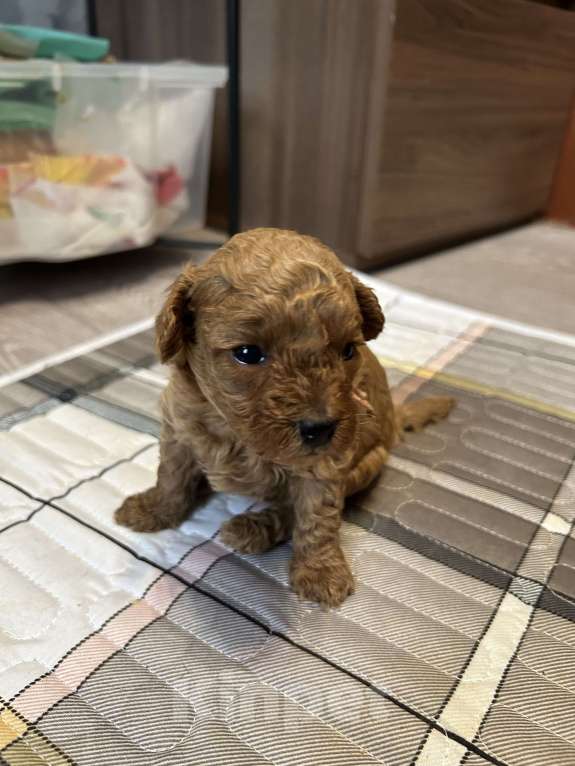 Собаки в Ногинске: Предлагаю щенков той пуделя  Мальчик, 65 руб. - фото 2