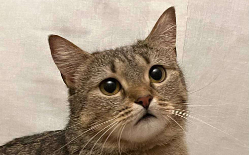 Кошечке Марфе нужен дом