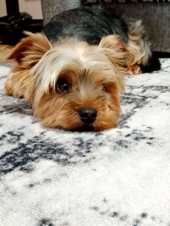 Собаки в Ижевске: йоркширский терьер мальчик 3 месяца Мальчик, 20 000 руб. - фото 3