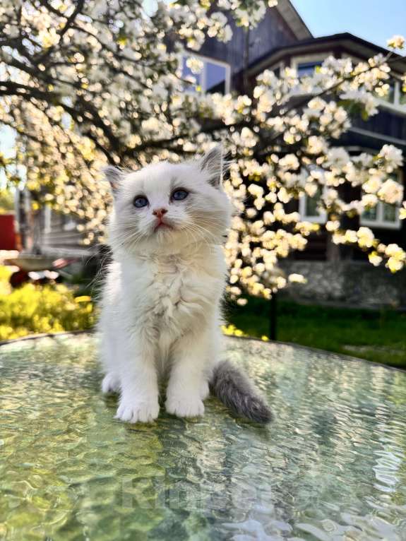 Кошки в Москве: Котята рэгдолл Девочка, 50 000 руб. - фото 2