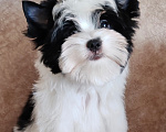 Собаки в Ульяновске: Девочка черно- белого окраса Девочка, Бесплатно - фото 5