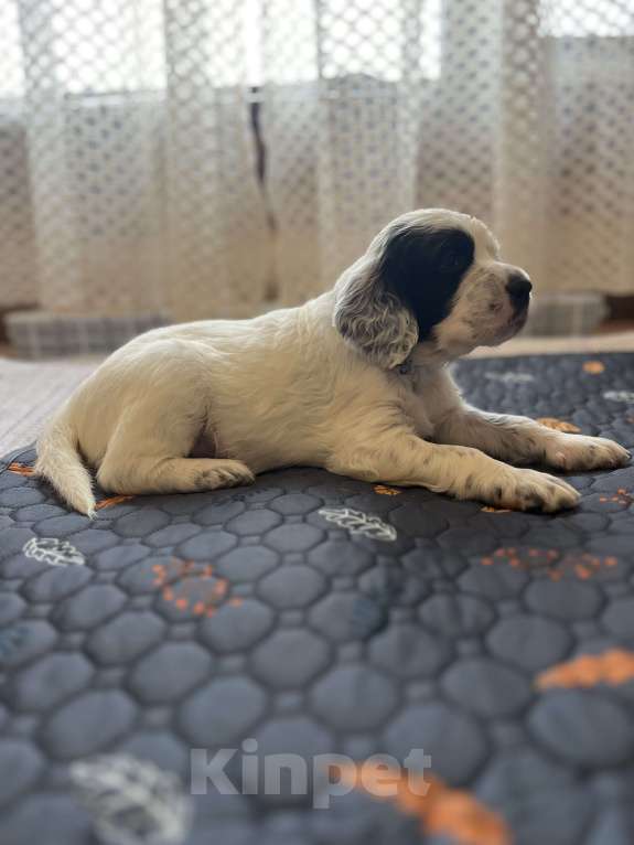 Собаки в Балаково: Щенки английского сеттера Мальчик, 55 000 руб. - фото 1