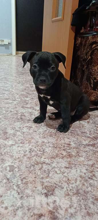 Собаки в Липецке: Щенки Девочка, 12 000 руб. - фото 2