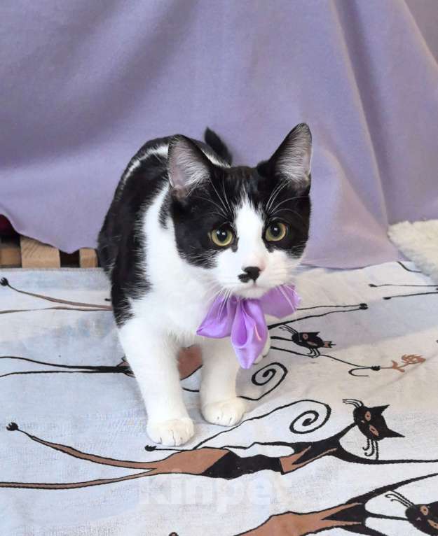 Кошки в Москве: Смешной, милый  котёнок Коржик с мухой на носу ищет дом и семью! Мальчик, Бесплатно - фото 7