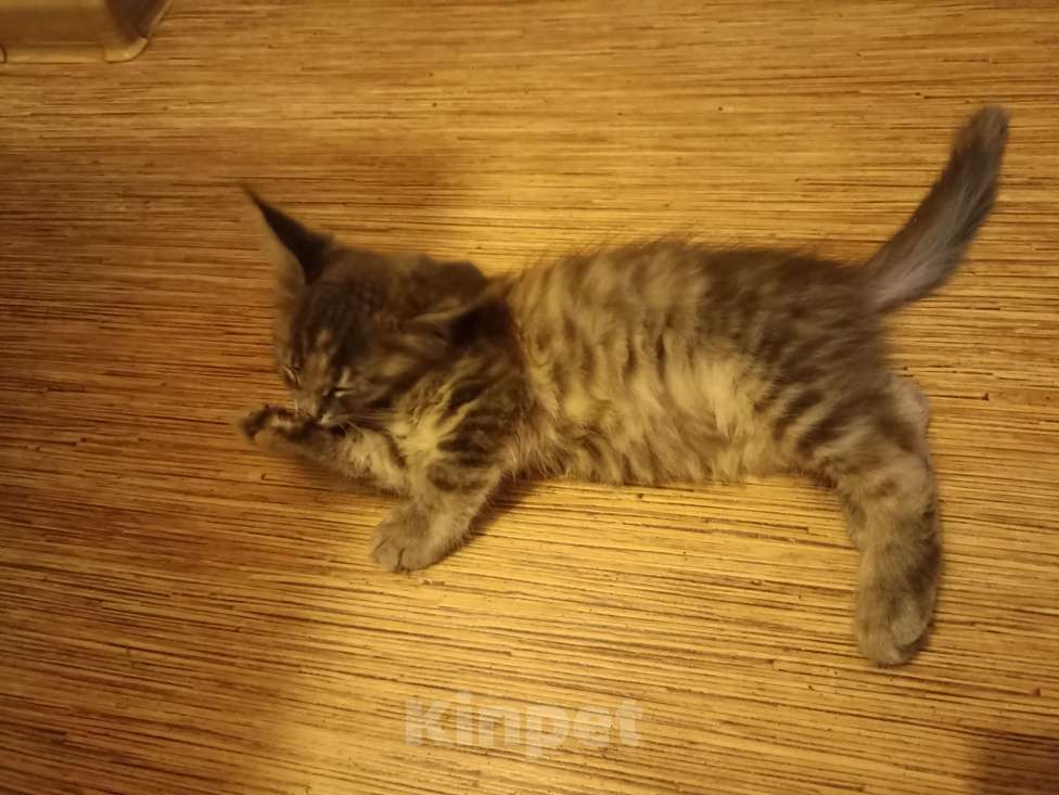 Кошки в Череповце: Продаётся котёнок мейн-кун, 2 месяца (девочка)  Девочка, 10 000 руб. - фото 2