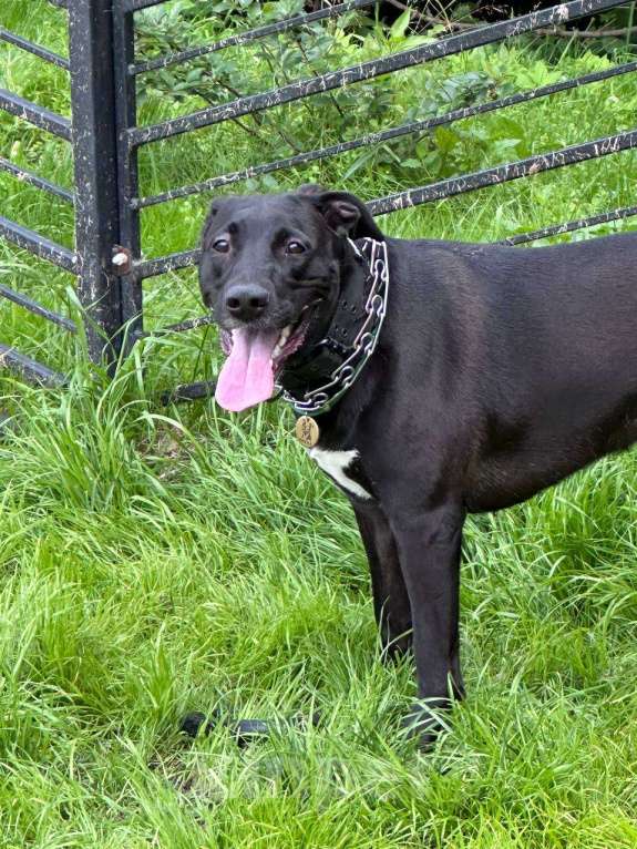 Собаки в Москве: Отдадим собаку Девочка, Бесплатно - фото 4