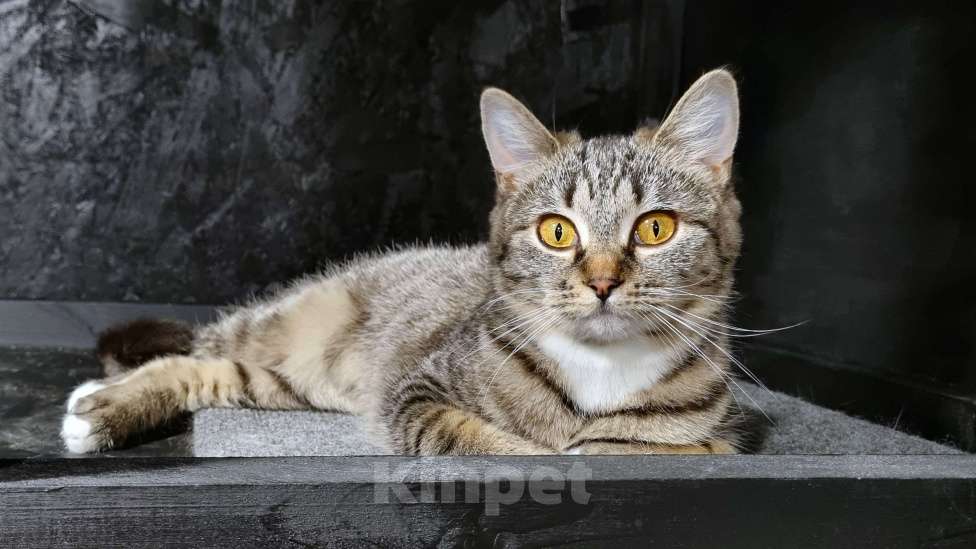 Кошки в Ставрополе: Коша в добрые руки. Девочка, Бесплатно - фото 2