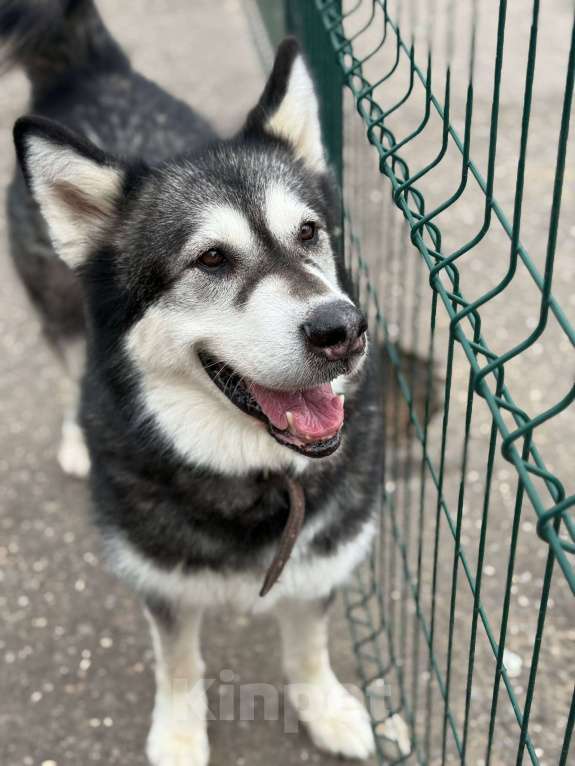 Собаки в Москве: Кайли выкинули спустя 8 лет семейной жизни Девочка, Бесплатно - фото 10