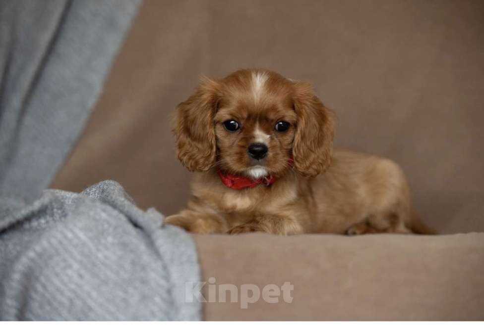 Собаки в Тарусе: Девочка Кавалер Кинг Чарльз Спаниель Девочка, 65 000 руб. - фото 1