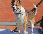 Собаки в Москве: Умный и сильный пес Арон в добрые руки Мальчик, Бесплатно - фото 1
