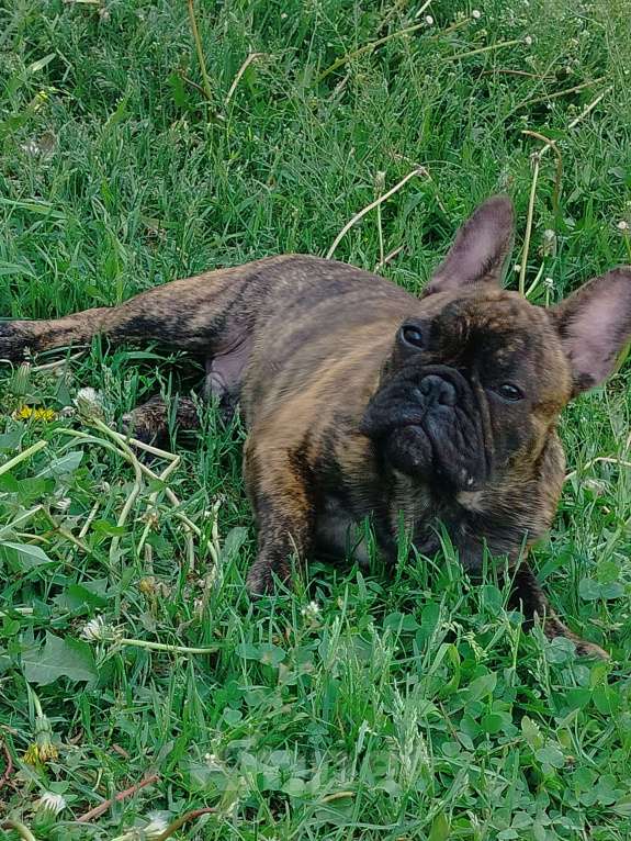 Собаки в других городах Московской области: Рыжик Мальчик, 30 000 руб. - фото 5