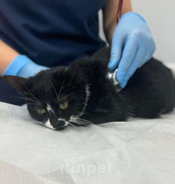 Кошки в Москве: Приютите одинокого Ронечку. Мальчик, Бесплатно - фото 7