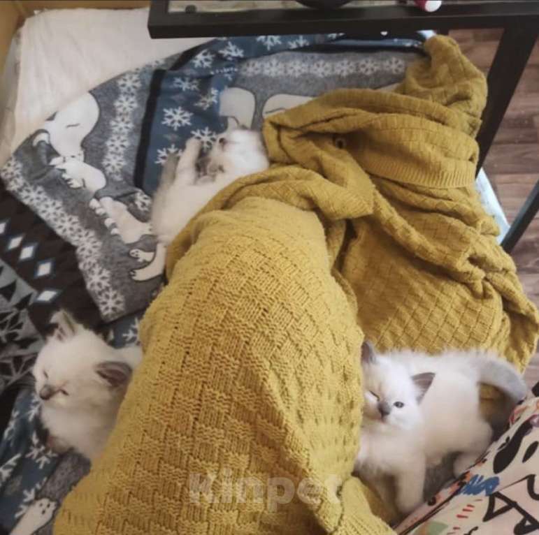 Кошки в Москве: Рэгдолл девочки Девочка, 80 000 руб. - фото 2