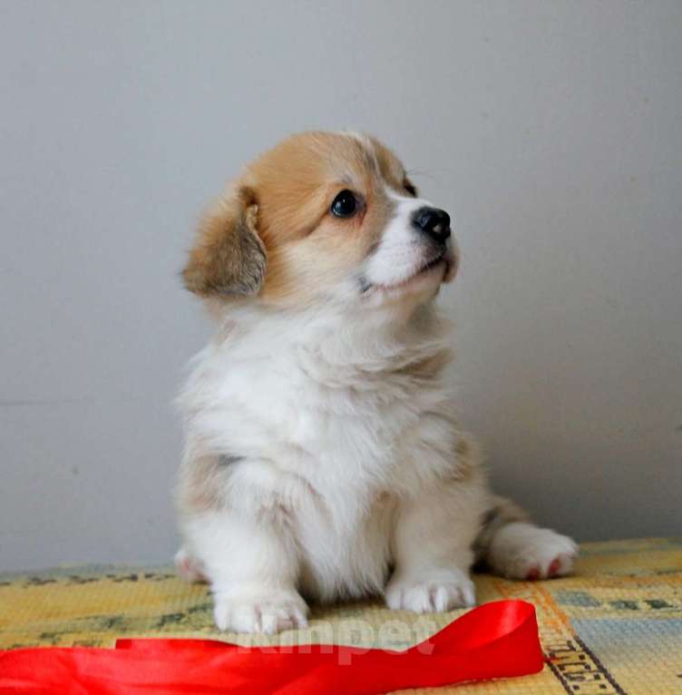 Собаки в Нижнем Новгороде: Щенки Вельш Корги Пемброк Девочка, 60 000 руб. - фото 4