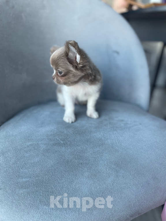 Собаки в Орле: Щенок чихуахуа Мальчик, 80 000 руб. - фото 3