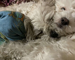 Собаки в Бийске: Помогите найти собаку 🙏 Мальчик, Бесплатно - фото 2