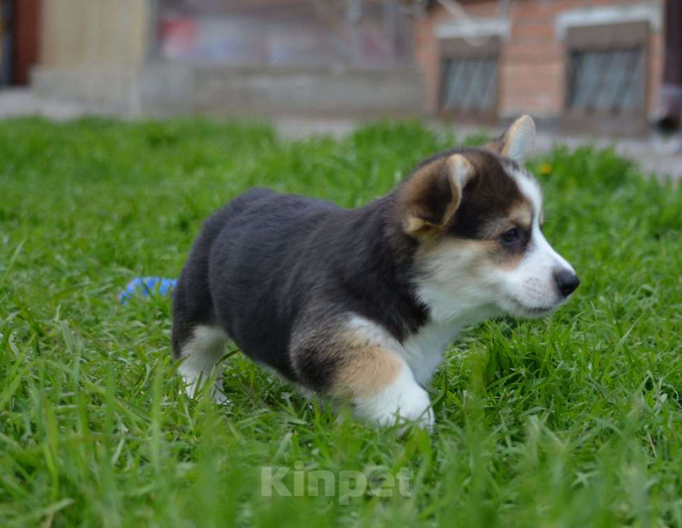 Собаки в Самаре: Великолепный щенок корги окрас триколор  Мальчик, 80 000 руб. - фото 4