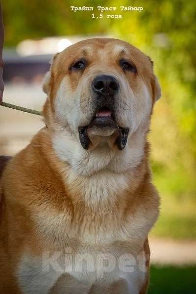 Собаки в других городах Нижегородской области: Щенок среднеазиатской овчарки ищет дом! Девочка, Бесплатно - фото 6
