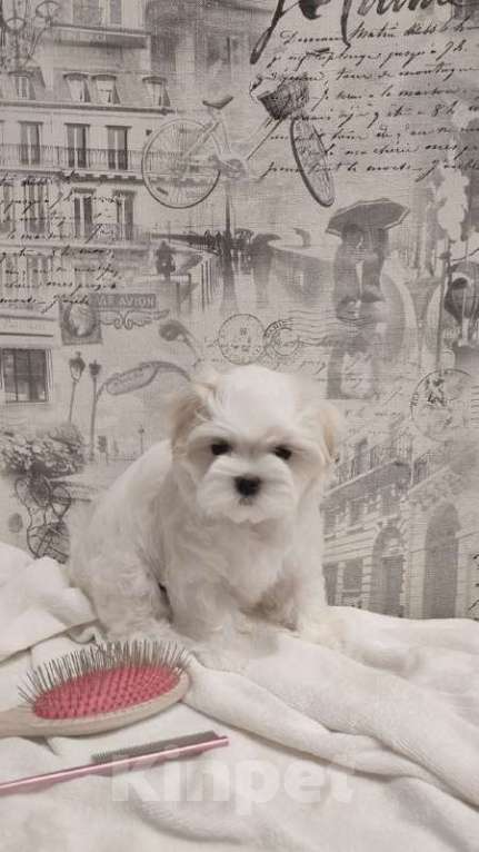 Собаки в Екатеринбурге: Мальтийская болонка РКФ, кобель  2,5 мес. Мальчик, Бесплатно - фото 2