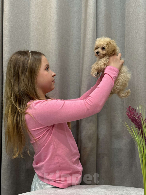Собаки в Москве: Мальтипу мальчик 1 Мальчик, 150 000 руб. - фото 6